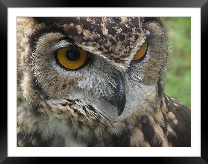 European Owl Framed Mounted Print by kelly Draper