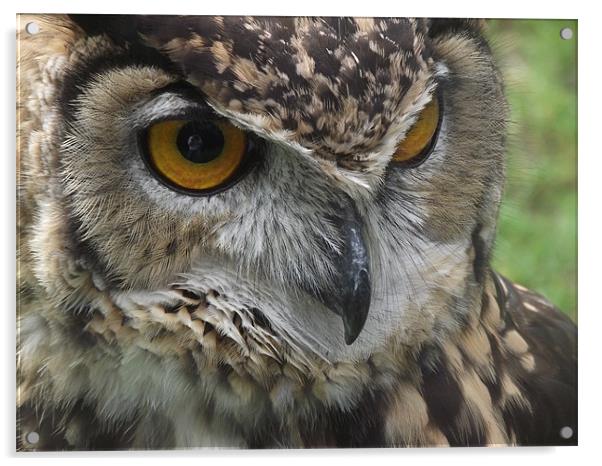 European Owl Acrylic by kelly Draper