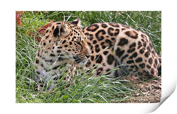Amur Leopard Print by Peter Wilson
