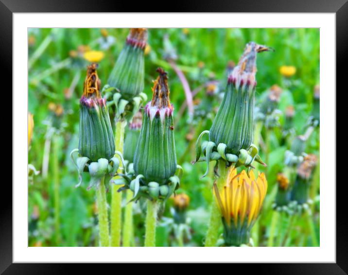 A row of yellow wilted dandelion flower buds Framed Mounted Print by Cherise Man