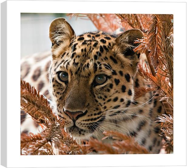 Amur Leopard Canvas Print by Peter Wilson