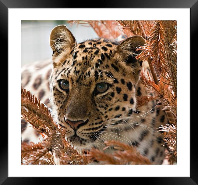 Amur Leopard Framed Print by Peter Wilson