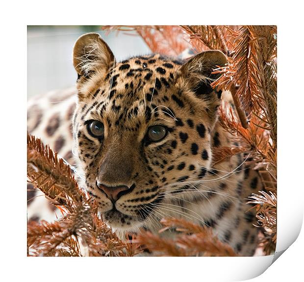 Amur Leopard Print by Peter Wilson
