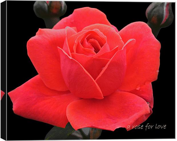 A rose for love Canvas Print by Jacqi Elmslie