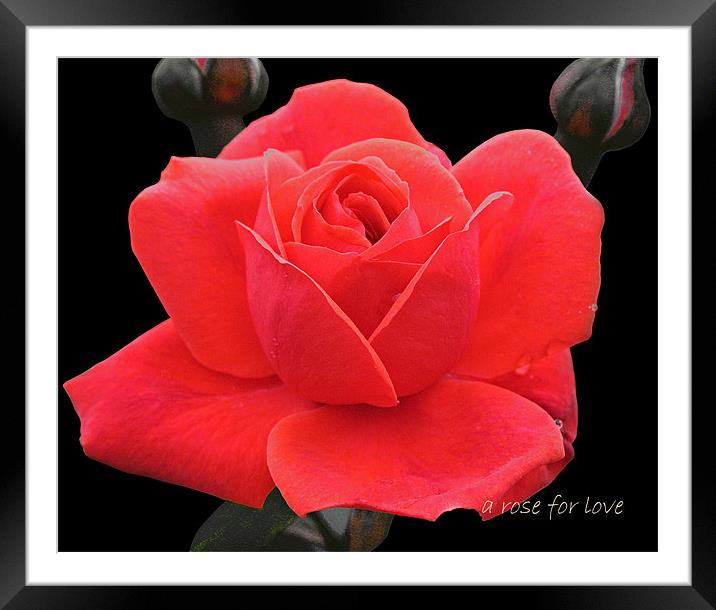 A rose for love Framed Mounted Print by Jacqi Elmslie