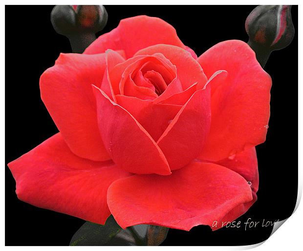 A rose for love Print by Jacqi Elmslie