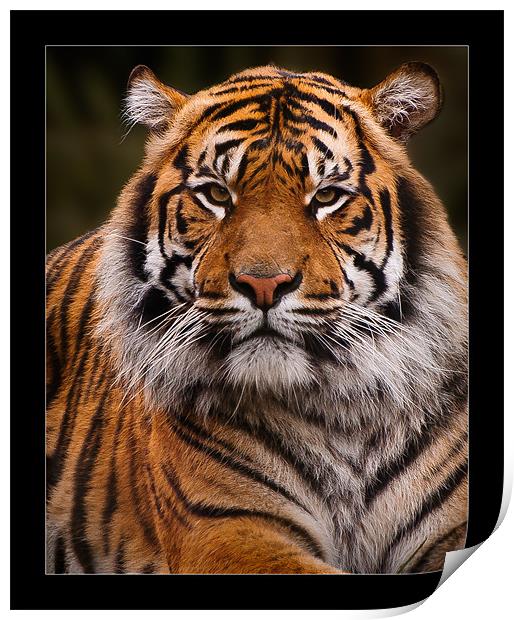 Sumatran Tiger Portrait Print by Jeni Harney