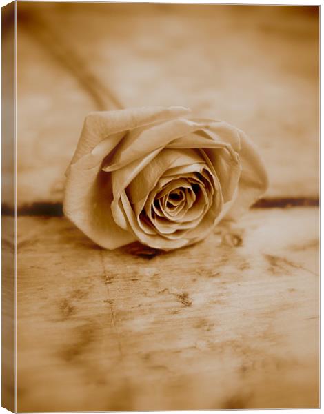 Sepia Rose Canvas Print by Louise Godwin
