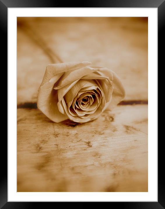 Sepia Rose Framed Mounted Print by Louise Godwin