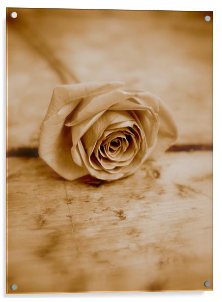 Sepia Rose Acrylic by Louise Godwin