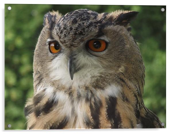 European Owl Acrylic by kelly Draper