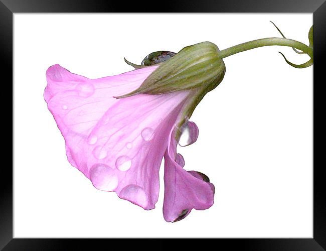 Pink Flower with Raindrops Framed Print by Jacqi Elmslie