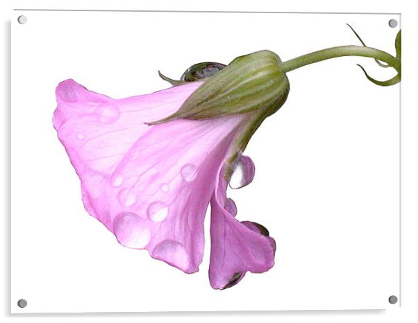 Pink Flower with Raindrops Acrylic by Jacqi Elmslie