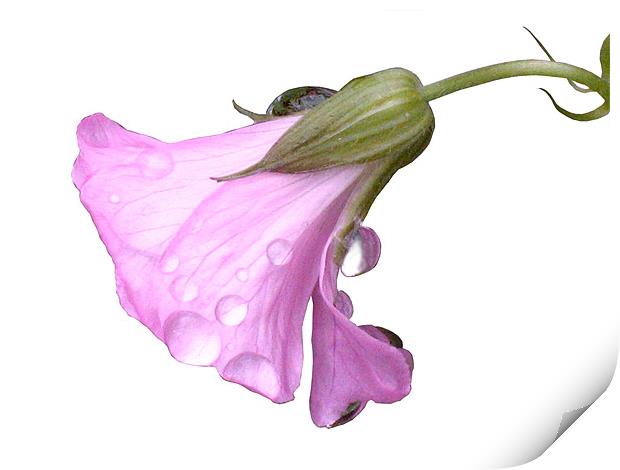 Pink Flower with Raindrops Print by Jacqi Elmslie