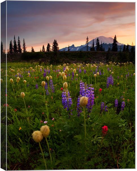 Red Sky Meadow Canvas Print by Mike Dawson