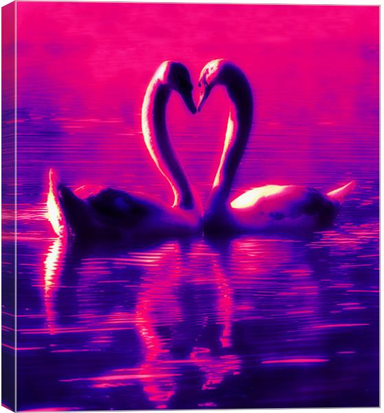 Swan Heart Canvas Print by Ian Jeffrey
