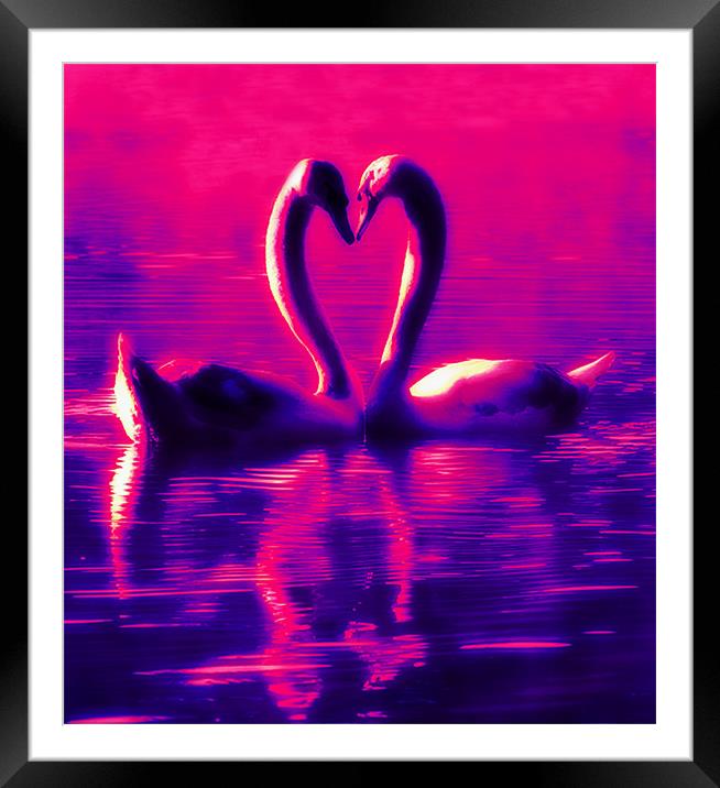 Swan Heart Framed Mounted Print by Ian Jeffrey
