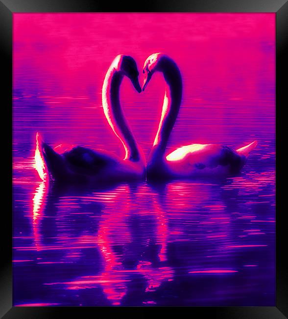 Swan Heart Framed Print by Ian Jeffrey