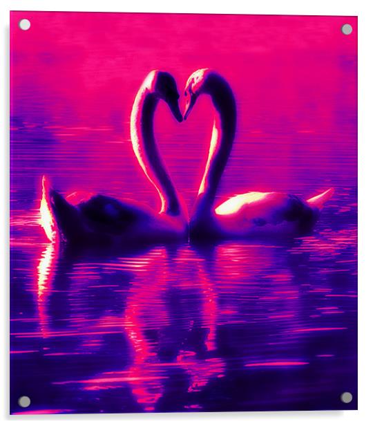 Swan Heart Acrylic by Ian Jeffrey