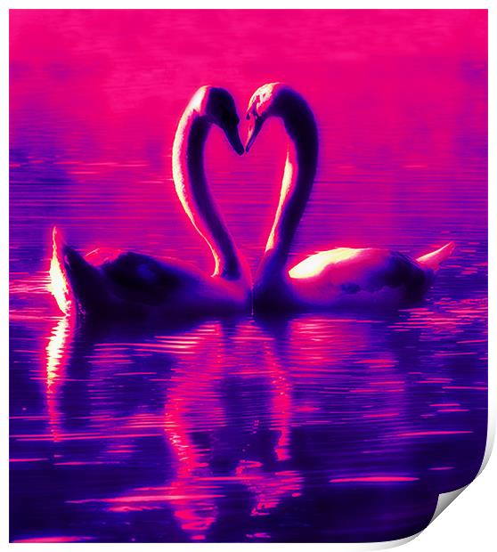 Swan Heart Print by Ian Jeffrey