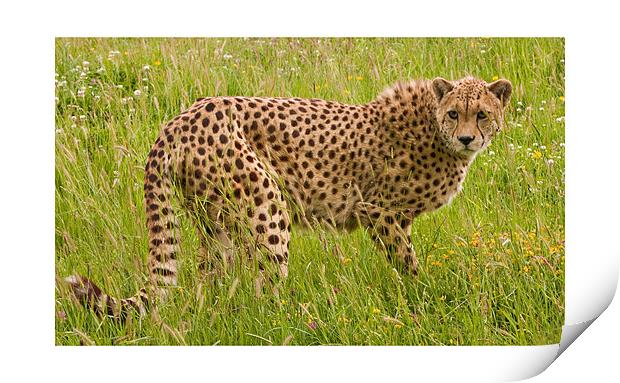 Cheetah Print by Peter Wilson