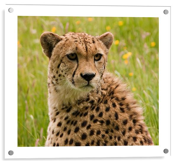 Cheetah Acrylic by Peter Wilson