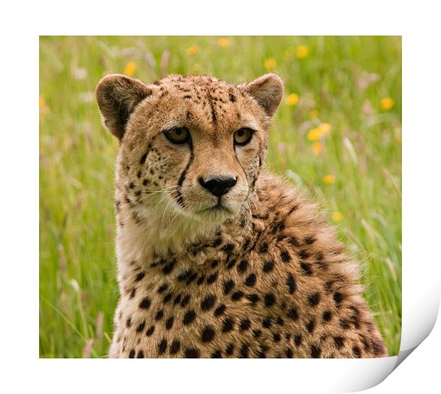 Cheetah Print by Peter Wilson