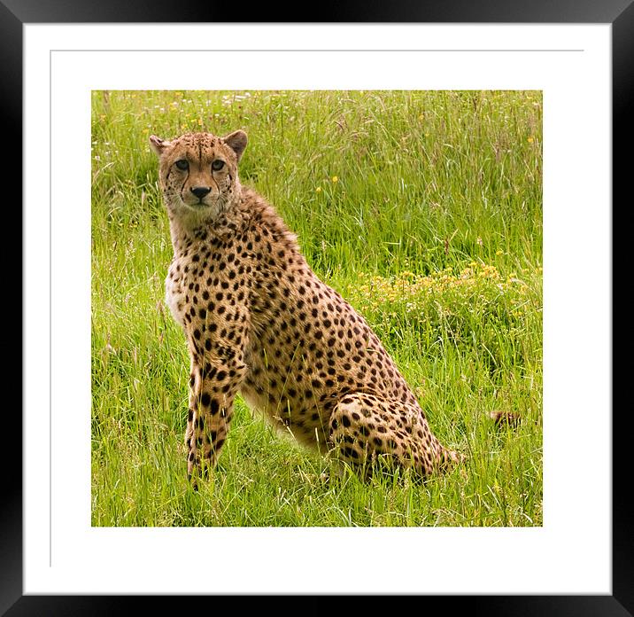 Cheetah Framed Mounted Print by Peter Wilson