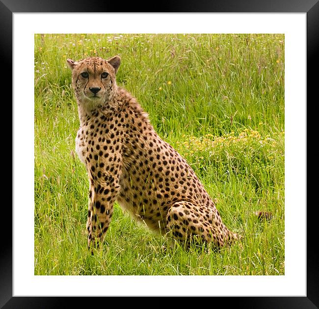 Cheetah Framed Print by Peter Wilson