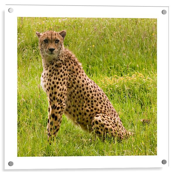 Cheetah Acrylic by Peter Wilson
