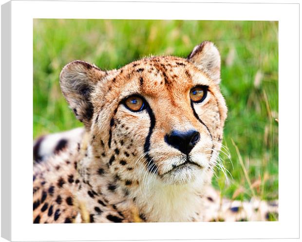 Cheetah Canvas Print by Peter Wilson