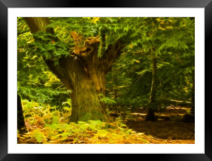 Epping Forest Fractals Framed Mounted Print by David French
