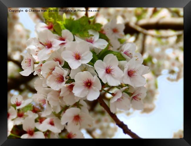 Blooming Cherry Blossom Tree Framed Photo  Framed Print by Cherise Man