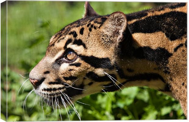 Clouded Leopard Canvas Print by Peter Wilson