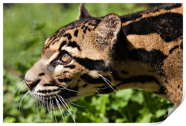 Clouded Leopard Print by Peter Wilson