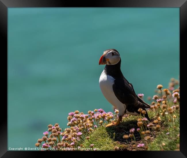 Atlantic Puffin Framed Print by David O'Brien