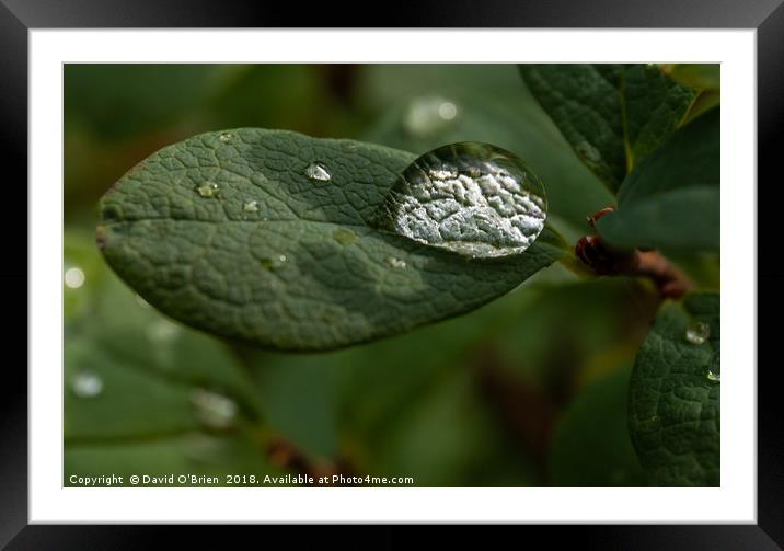 Raindrop on leaf Framed Mounted Print by David O'Brien