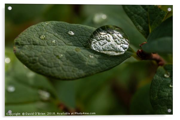 Raindrop on leaf Acrylic by David O'Brien