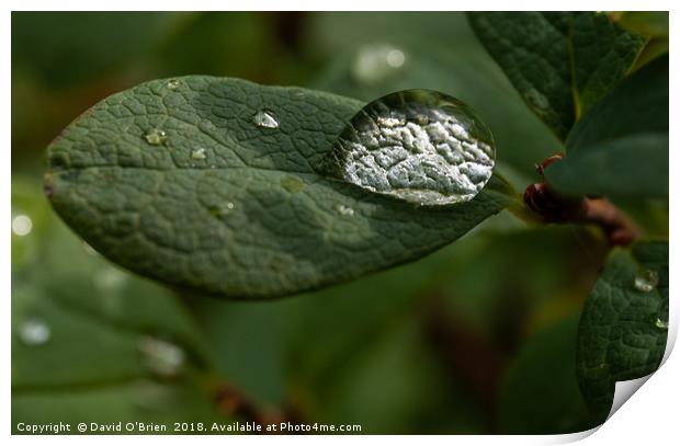 Raindrop on leaf Print by David O'Brien