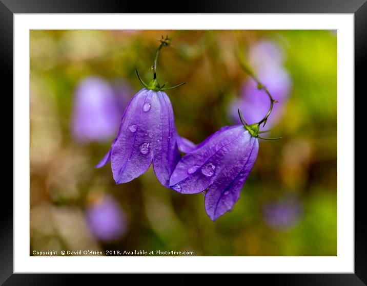 Raindrops on Campanula Flowers Framed Mounted Print by David O'Brien