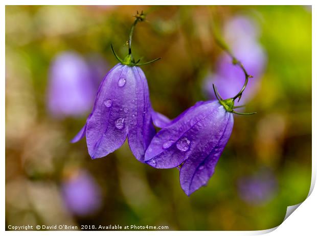 Raindrops on Campanula Flowers Print by David O'Brien