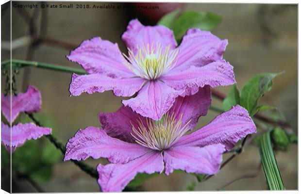 Clematis Canvas Print by Kate Small