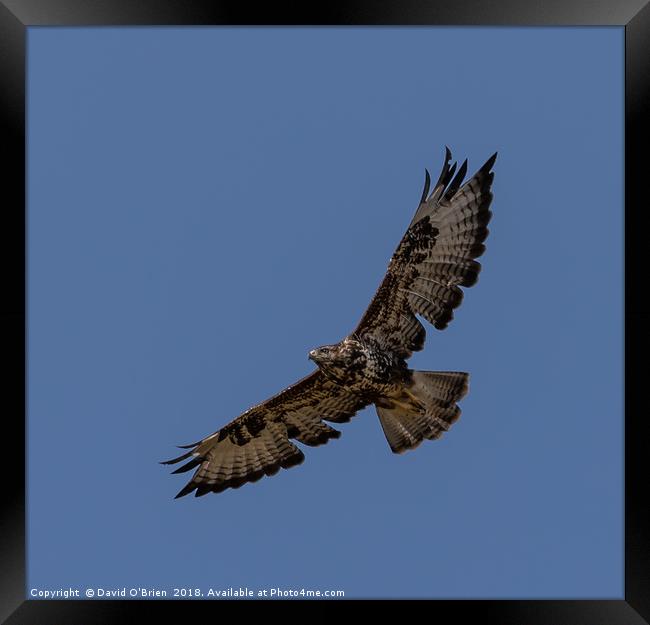 Common Buzzard Framed Print by David O'Brien