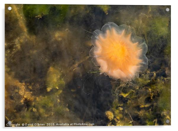 Lion's Mane Jellyfish Acrylic by David O'Brien