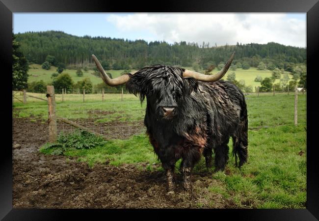 Heelan Coo (Highland Cow Bull) Framed Print by JC studios LRPS ARPS