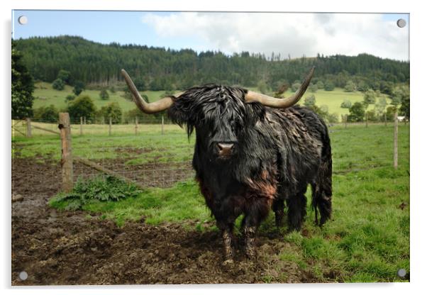 Heelan Coo (Highland Cow Bull) Acrylic by JC studios LRPS ARPS