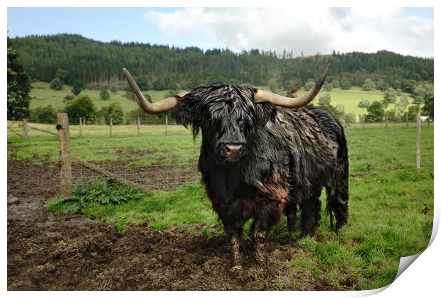 Heelan Coo (Highland Cow Bull) Print by JC studios LRPS ARPS