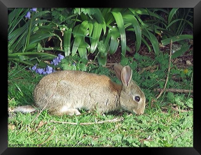 Wild Rabbit Framed Print by Kate Small