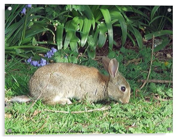 Wild Rabbit Acrylic by Kate Small