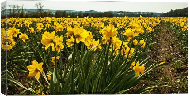 A field of golden Daffodils Canvas Print by Graham Nathan